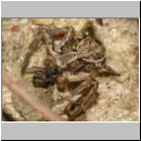 Xysticus sp - Krabbenspinne 03a 6-7mm Lehmgrube.jpg